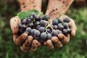 Vers geoogste blauwe druiven