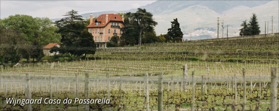 Wijngaard Casa da Passarella
