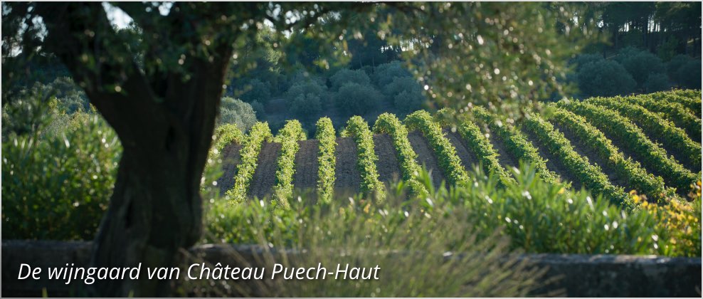 De wijngaard van Chateau Puech-Haut