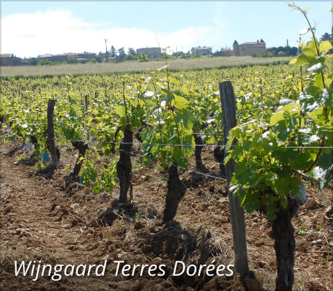 Wijngaard Terres Dorées
