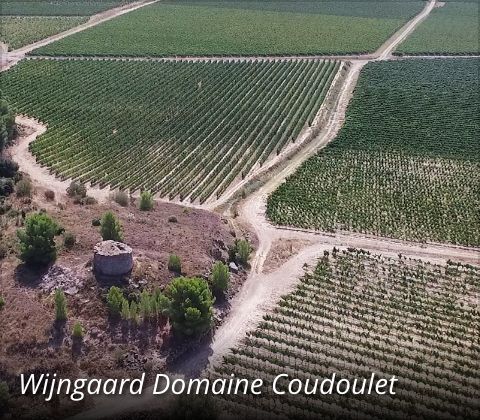 Domaine Coudoulet wijngaard