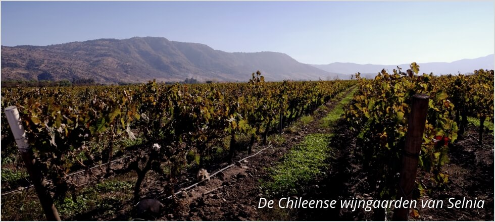 De Chileense wijngaarden van Selnia
