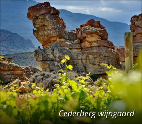 Cederberg wijngaard